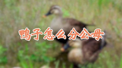 小鸭子的特点 —【发财农业网】