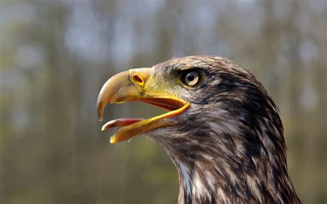 The Bald Eagle: Bird of the Free in the Land of the Brave