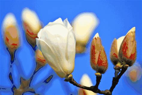鲜艳绽放的玫瑰花绘画数字艺术插画图片下载-正版图片402491730-摄图网