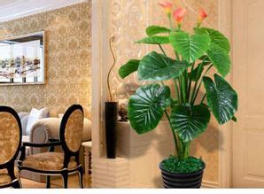 风水中最招财的植物有哪些 客厅最旺财的植物推荐（家中招财的植物）