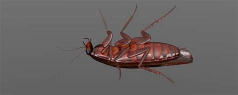 蟑螂的幼虫是什么样子的 - 业百科