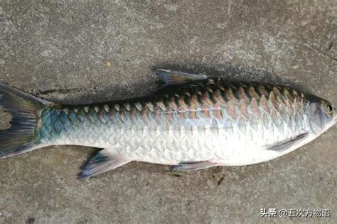 淡水石斑鱼高产养殖技术-农百科