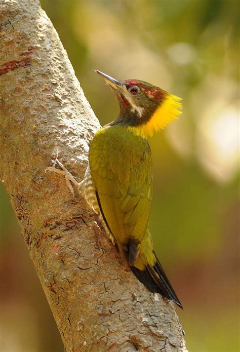 山麻雀：鸟纲，国家三级保护动物