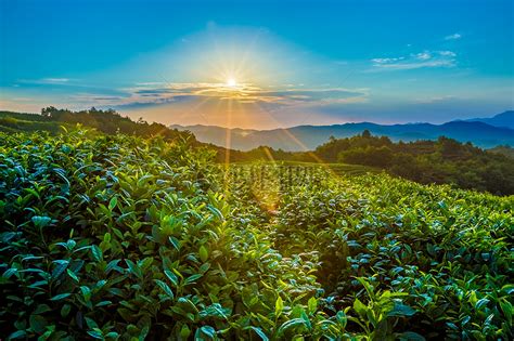 山茶树的生长环境需求 怎么栽培山茶树 - 森林食品