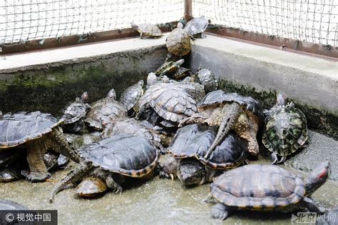 [凭祥市]打造“中国名龟之乡” 石龟龟圩热闹开市 - 广西县域经济网