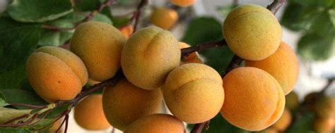 杏子与梅子是一种果子吗-农百科