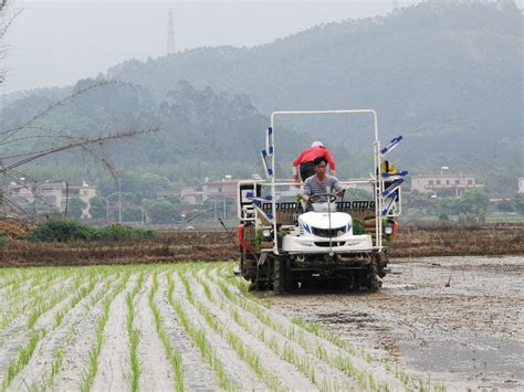 博罗推广水稻侧深施肥技术，环保节本还增效