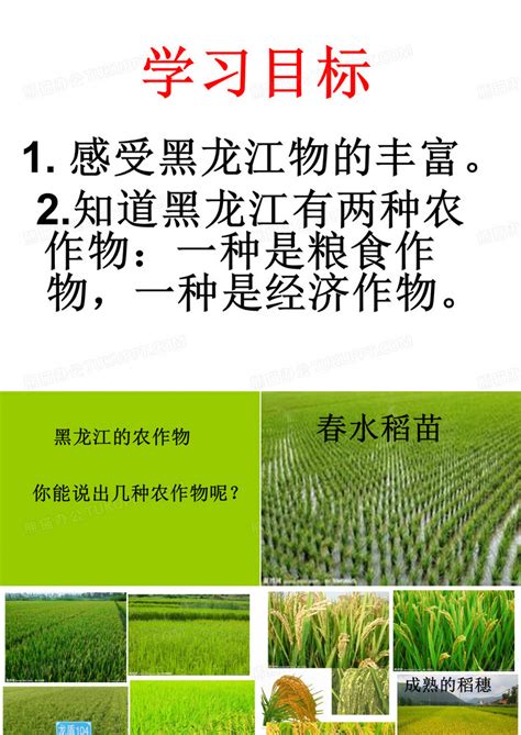 黑龙江农作物PPT模板下载_编号lxnnrjja_熊猫办公
