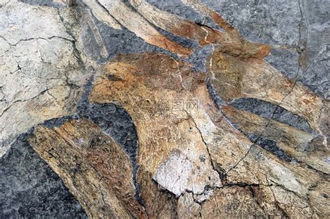 地质化石岩表面抽象背景纹理插画图片下载-正版图片402323098-摄图网