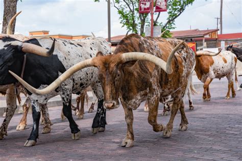 非洲养出了世界最牛的牛, 2米长长角堪比象牙, 当地人手持AK保护|象牙|南苏丹|牛群_新浪新闻