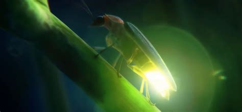 今夏最美的萤火虫“流星花园”，就藏在这片4300亩的山谷|萤火虫_新浪新闻