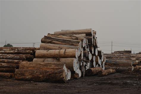 青港物流木材业务突破9万方，同比增长295%-中国木业网