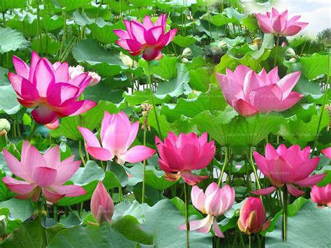 花的大全大图图片