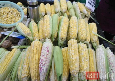 玉米种子摄影图__食物原料_餐饮美食_摄影图库_昵图网nipic.com
