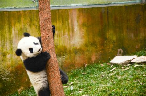 四川芦山野生大熊猫下山“串门” 众人接力救助