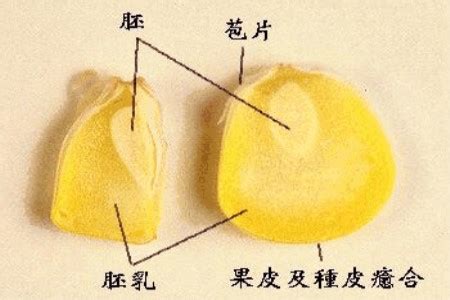 玉米种子结构图图片