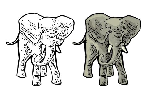 Elefante grabado vintage vector color ilustración aislado sobre fondo ...