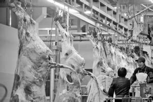 江苏大公山羊市场有限公司-山羊市场 | 牛羊屠宰 | 羊肉 | 山羊交易 | 羊苗-江苏大公山羊市场有限公司