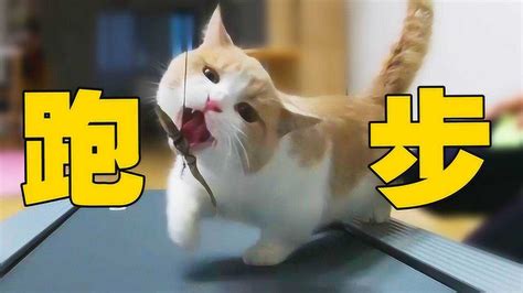 猫咪用了一周的时间学会用跑步机，它学习的过程可有趣了