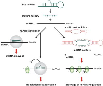 科学网—miRNA研究分析方法整理 - 刘静的博文