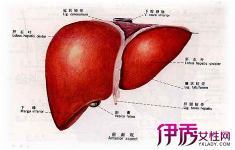 肝损伤的病因_肝损伤的症状_肝损伤怎么治疗_肝损伤的注意事项| 中国医药信息查询平台