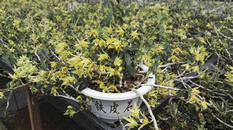 科学网—院士调研中科院华南植物园石斛育种基地 - 段俊的博文