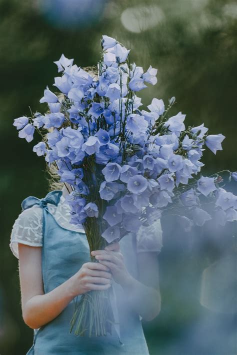 桌面壁纸，白色花，蓝色大丽花-热带花PNG图片素材下载_图片编号685515-PNG素材网