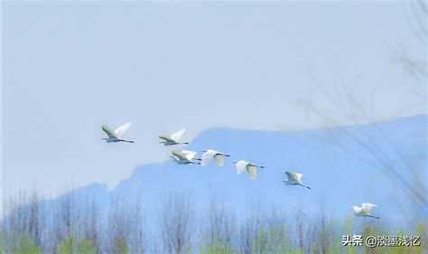 【白鹭是一首诗摄影图片】澳门生态摄影_灵光峰_太平洋电脑网摄影部落