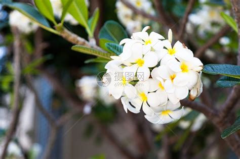 春天开花的树开着白花高清图片下载-正版图片503092404-摄图网