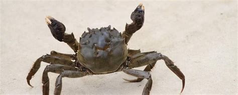海螃蟹怎么养不会死，海螃蟹什么时候最肥-农百科