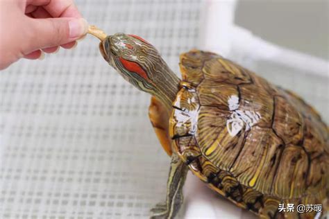 如何养乌龟新手必备宝典：如何养好红耳巴西龟—入门篇 | 说明书网