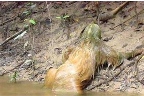水猴子真的存在吗？有人称发现水猴子尸体，有人说亲眼遇见水猴子