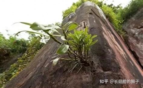 植物中的小强——九死还魂草----中国科学院