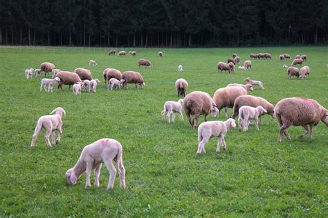 蓝天白云下成群在山坡上吃草的绵羊羊畜群，麻辣烫 fatra 斯洛伐克图片下载 - 觅知网