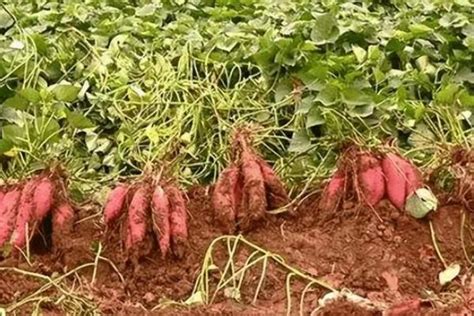 红薯栽培高产优质不是难事，做好这4件事，一棵能结一大堆