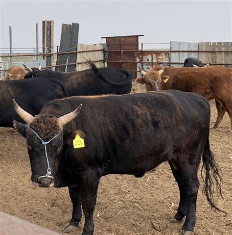 阿拉善盟农牧局 部门动态 盟畜牧兽医技术推广中心组织完成蒙古牛采精冻精制作工作