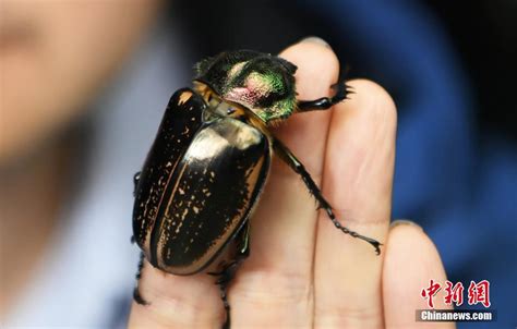 怪哉虫趣：不愧是国内最强甲虫，中华巨扁锹甲顽强的生命力