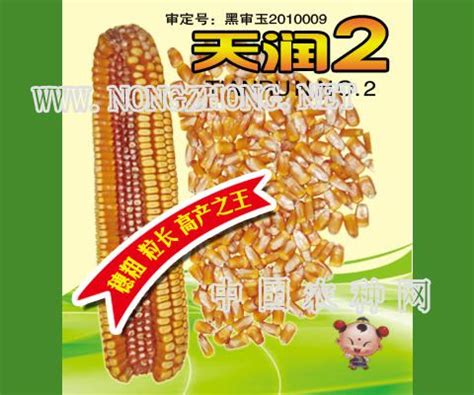 龙单32玉米种子-哈尔滨市呼兰区宏波种业-农种网