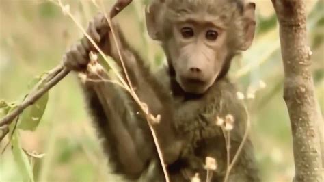 猴子图片-猴子在树上素材-高清图片-摄影照片-寻图免费打包下载