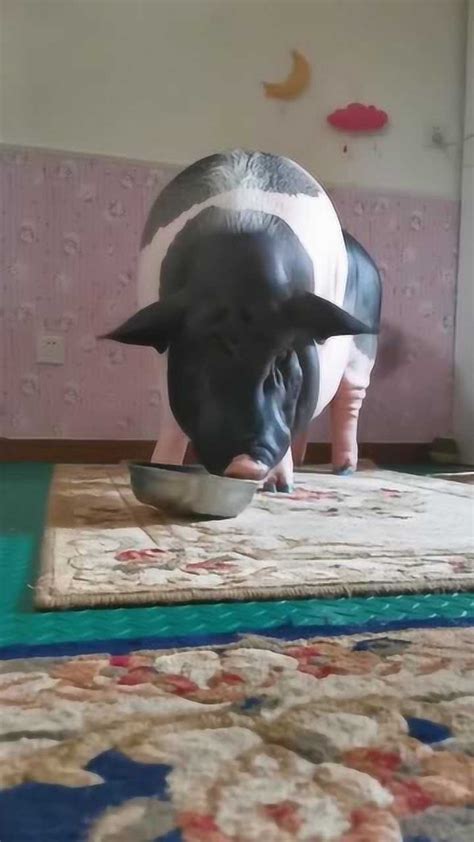 这猪吃饭的样子也太搞笑了，都可以当吃播了，厉害了！