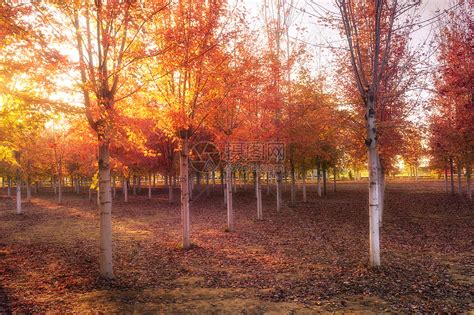 俄罗斯最美的园林秋色高清图片下载-正版图片501083881-摄图网