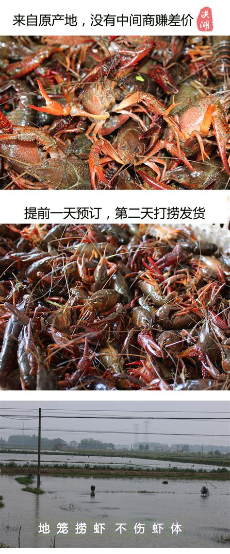 小龙虾消费旺季来到 马王堆海鲜市场日均销量30万公斤-经济动态-长沙晚报网