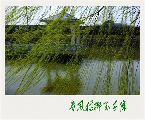 【杨柳摄影图片】西安浐河生态摄影_新世界_太平洋电脑网摄影部落