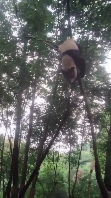 熊猫爬树爬太高，结果下不来了，直接在树枝上翻跟头，看得人揪心_腾讯视频