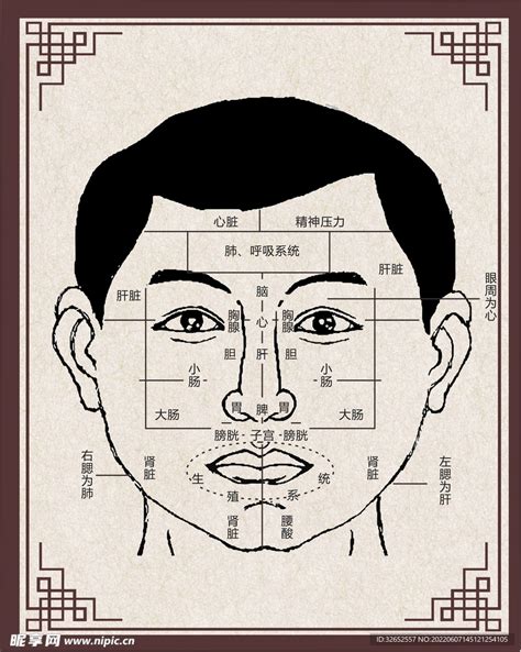 面部反射区图图片