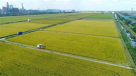 永湖推出茨菰预制菜产品