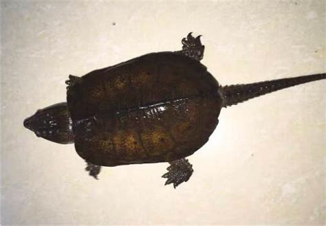 南陵何湾镇发现国家一级保护动物鹰嘴龟 - 今日南陵