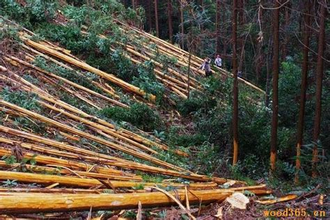 环保打击，张家港木材市场萧条！-中国木业网