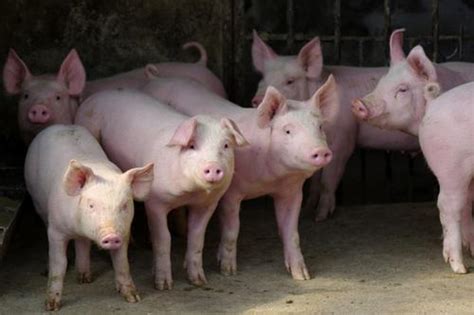 2012年1月4日今日最新生猪价格行情_生猪价格_中国保健养猪网