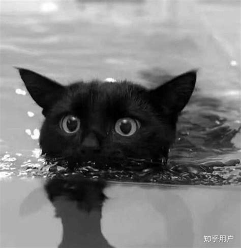 温柔黑猫头像女生
